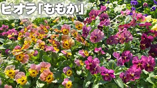 【生産農家のビオラ】ビオラ「ももか」シリーズをただただ眺める【園芸】【ガーデニング】 [upl. by Rosie]