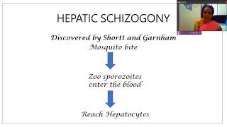 29 Life cycle of Plasmodium in man Hepatic Schizogony [upl. by Biggs208]