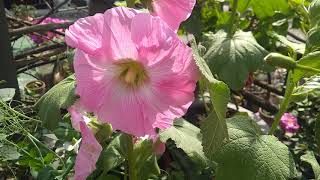 Alcea Rosea  How to Grow hollyhocks Alcea rosea in the garden  nurserylive [upl. by Santini937]