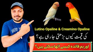 Creamino Opaline Love birds  Aqua b1 Opaline ino  Lovebird future pairing  Welcome Aviary [upl. by Atiuqrahc]