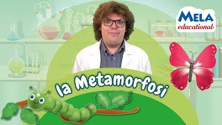 La metamorfosi  Renato lo scienziato Educational MelaEducational [upl. by Snahc]