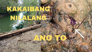 MGA KAKAIBANG NILALANG NA MAKIKITA SA TAGONG SITIO NG CALAUAG QUEZON [upl. by Snashall]