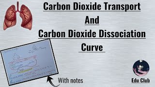 Caron dioxide Transport  CO2 dissociation curve  Haldane Effect  Respiratory Physiology [upl. by Atelokin]