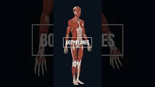 Body planes in human anatomy 3d illustration anatomy anatomyandphysiology [upl. by Acilef]