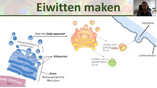 Celorganellen  ER Golgi systeem en meer  Binas 79 D  Inleiding biologie 2 [upl. by Ahsaetan794]