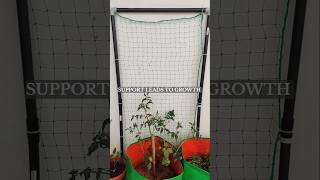 Net trellis to support climbing plants Plants supporter Tomato plant supporter Trellis [upl. by Nus]