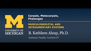 Skeletal System Upper Limb  Carpals Metacarpals Phalanges [upl. by Eliza345]