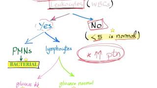 CSF analysis in meningitis algorithm when Lumbar puncture is necessary [upl. by Nelly472]