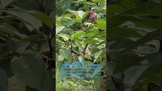 Datura stramonium  Bonsai hunting  ধতুরা  Bengali tree [upl. by Enilrac]