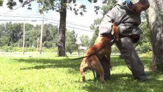 MAN VS PITBULL in streets [upl. by Currier]