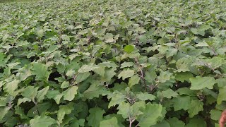 Brinjal farming in Odisha agriculture mayurbhanj Baripada [upl. by Rybma]