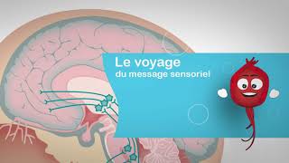 le voyage du message sensoriel [upl. by Chatwin138]