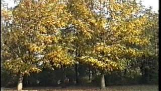 herfst taferelen 1995 [upl. by Gladys287]