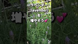 【植物栽培 挿し木】挿し木のラベンダーデンタータを黒ポットに植え替えるlavender [upl. by Aihsekin]