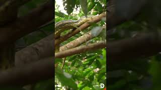 The deadliest place on earth Snake Island  Ilha de Queimada Grande  Shorts DiscoveryChannel [upl. by Kinch]