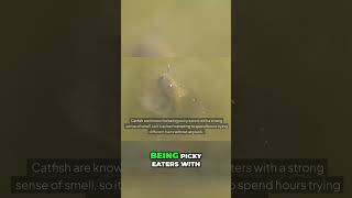 🤩 Ultimate Catfish Fishing Tips  Bait amp Spot Secrets [upl. by Meilen271]