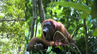 Orangutan Longcall [upl. by Leuqram]