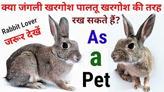 क्या जंगली खरगोश को पालतू खरगोश की तरह पाल सकते हैंAs a Pet Wild Rabbit Rakh Sakte Hain Kya [upl. by Nosnev]