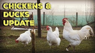 Chickens And Ducks Update [upl. by Jairia]