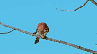 American Kestrel with Ruby crowned Kinglet [upl. by Shaer]