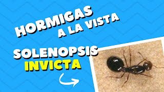 ¡¡SOLENOPSIS INVICTA La hormiga de fuego [upl. by Annaoy]