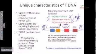 Ti plasmid and T DNA [upl. by Ahsilra160]