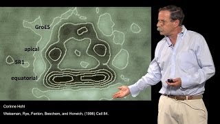 Arthur Horwich YaleHHMI Part 3 Where are proteins folded by chaperonins [upl. by Nodyroc957]