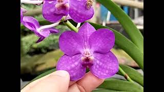 Vanda Pakchong Smile Blue [upl. by Nedyarb]