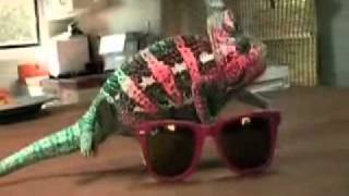 Chameleon Camouflages to Sunglasses [upl. by Yrrad859]