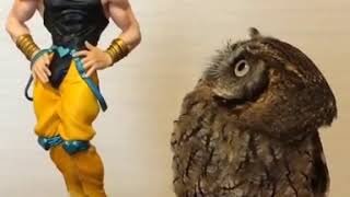 This Owl Likes Dio Brando [upl. by Groves781]