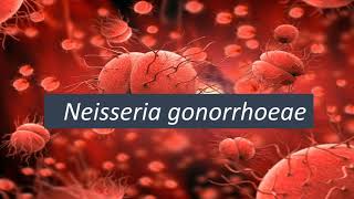 Microbiologia Médica Neisseria gonorrhoeae [upl. by Nodle]