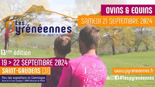 Les Pyrénéennes 2024  Ring 4  ovinséquins 21092024 [upl. by Lory]