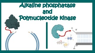 Alkaline Phosphatase  Poly nucleotide Kinase  use of AP and PNK in molecular biology end labeling [upl. by Lramaj]