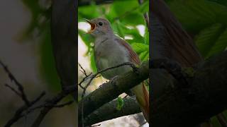 Three melodious nightingales The best bird song lovebirdsounds [upl. by Kavita]