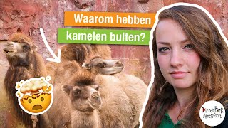 KIJKJE IN HET LEVEN VAN DE KAMELEN 🐫  Met dierverzorger Annelien [upl. by Sellma]