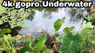 4K Underwater paddlefish and koi at Ohio Fish Rescue [upl. by Painter]