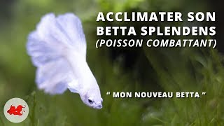 Acclimater son Betta splendens [upl. by Gnoud]