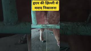 Pericardiocentesis for treatment of TP in cow hriday ki झिल्ली से mawad nikalana [upl. by Nassir]