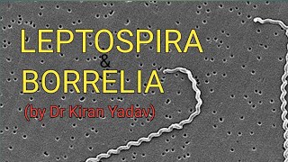 Microbiology lectures Leptospira amp BorreliaBacteriology [upl. by Hanna]