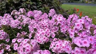 Luminary Opalescence Phlox [upl. by Edivad]