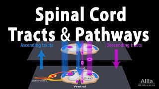 Spinal Cord Anatomy Spinal Tracts amp Pathways Somatic Reflexes Animation [upl. by Meagher]