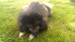 Clancy the Keeshond whining amp whimpering for Marjories Kennel to shut down fluffy dog trick [upl. by Sidell78]