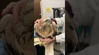 The Roughlegged Hawk we has been successfully released back into the wild animalrescue hawks [upl. by Avi945]