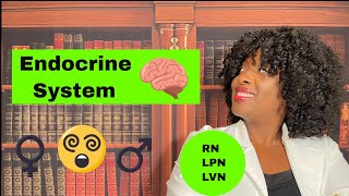 The Endocrine System [upl. by Namie]