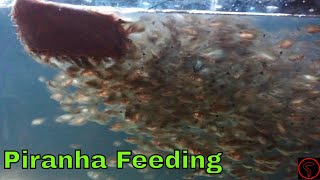 Piranha Feeding EPIC [upl. by Kenzi]