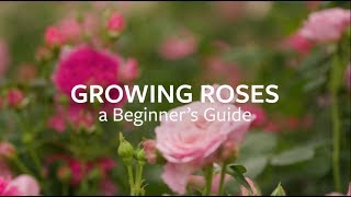 How to grow Roses  Grow at Home  Royal Horticultural Society [upl. by Dnaltroc]