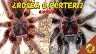 ¿GRAMMOSTOLA ROSEA O PORTERI  TODAS LAS TARÁNTULAS GRAMMOSTOLA DE CHILE EXPLICADAS [upl. by Ellecrad]