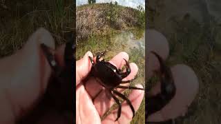 Catching CRAB in the flooding fields is my favorite thing  Little cute Crab  reels crab nature [upl. by Marpet]