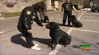 Conosciamo la razza Rottweiler [upl. by Netsirhk]