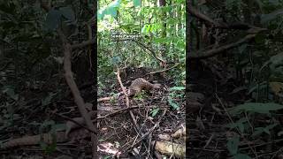 Hammal Adventures Releasing Sunda Pangolins into the Wild wildlifeexploration [upl. by Fermin553]